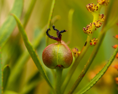 Colliguaja salicifolia, photograph Nicolás Villaseca Merino, CC BY-SA, iNaturalist via GBIF