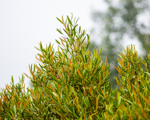 Colliguaja salicifolia, photograph 3