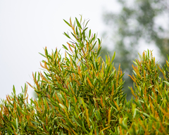 Colliguaja salicifolia, photograph Nicolás Villaseca Merino, CC BY-SA, iNaturalist via GBIF