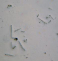 Homaxinella amphispicula