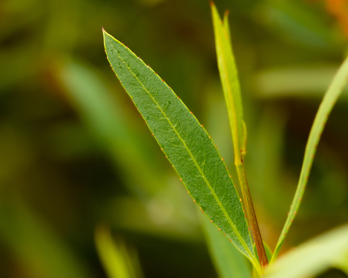 Colliguaja salicifolia