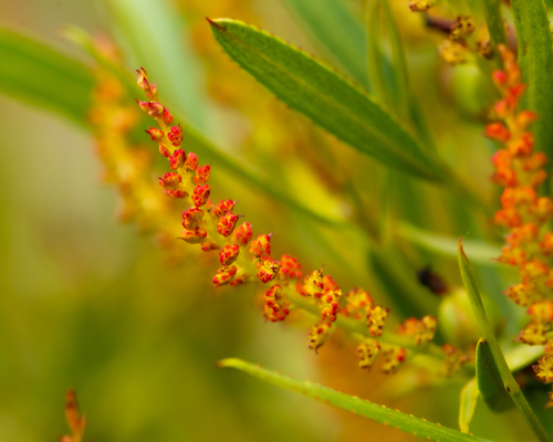 Colliguaja salicifolia, photograph 2
