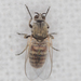 Common Blackflies - Photo (c) Shamil Murtazin, some rights reserved (CC BY-NC), uploaded by Shamil Murtazin