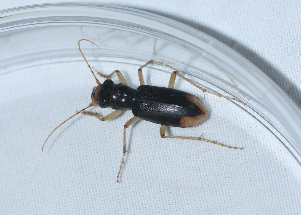 Upland Metallic Tiger Beetle