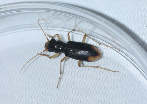 Upland Metallic Tiger Beetle