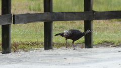 Meleagris gallopavo osceola