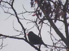 Turdus merula