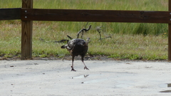 Meleagris gallopavo osceola