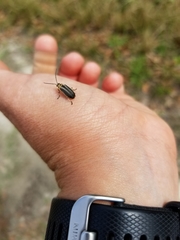 Trirhabda bacharidis