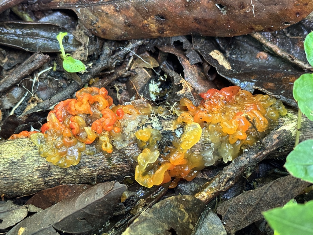 Tremella rubromaculata