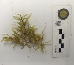 Sargassum natans