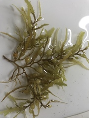 Sargassum natans