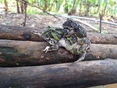 Pacific Horned Frog photo 2