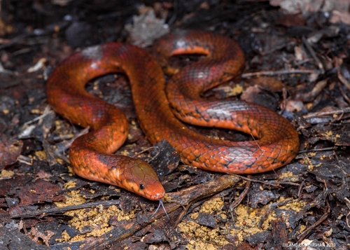 Cope's Rough-sided Snake