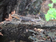 Gonatodes caudiscutatus