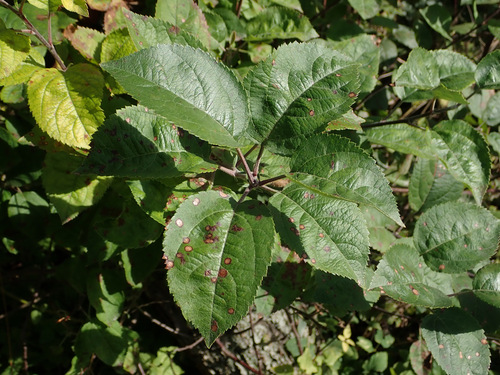 Eutypella juglandicola, 2023-10-28