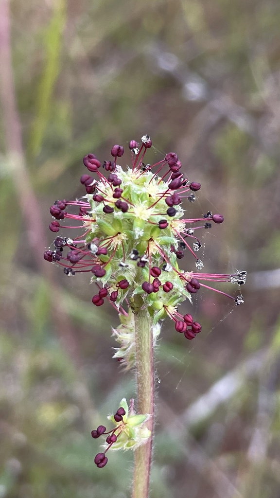 Acaena trifida