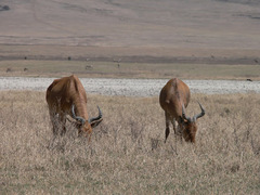 Alcelaphus buselaphus cokii
