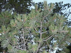 Table Mountain pine (Pinus discolor)