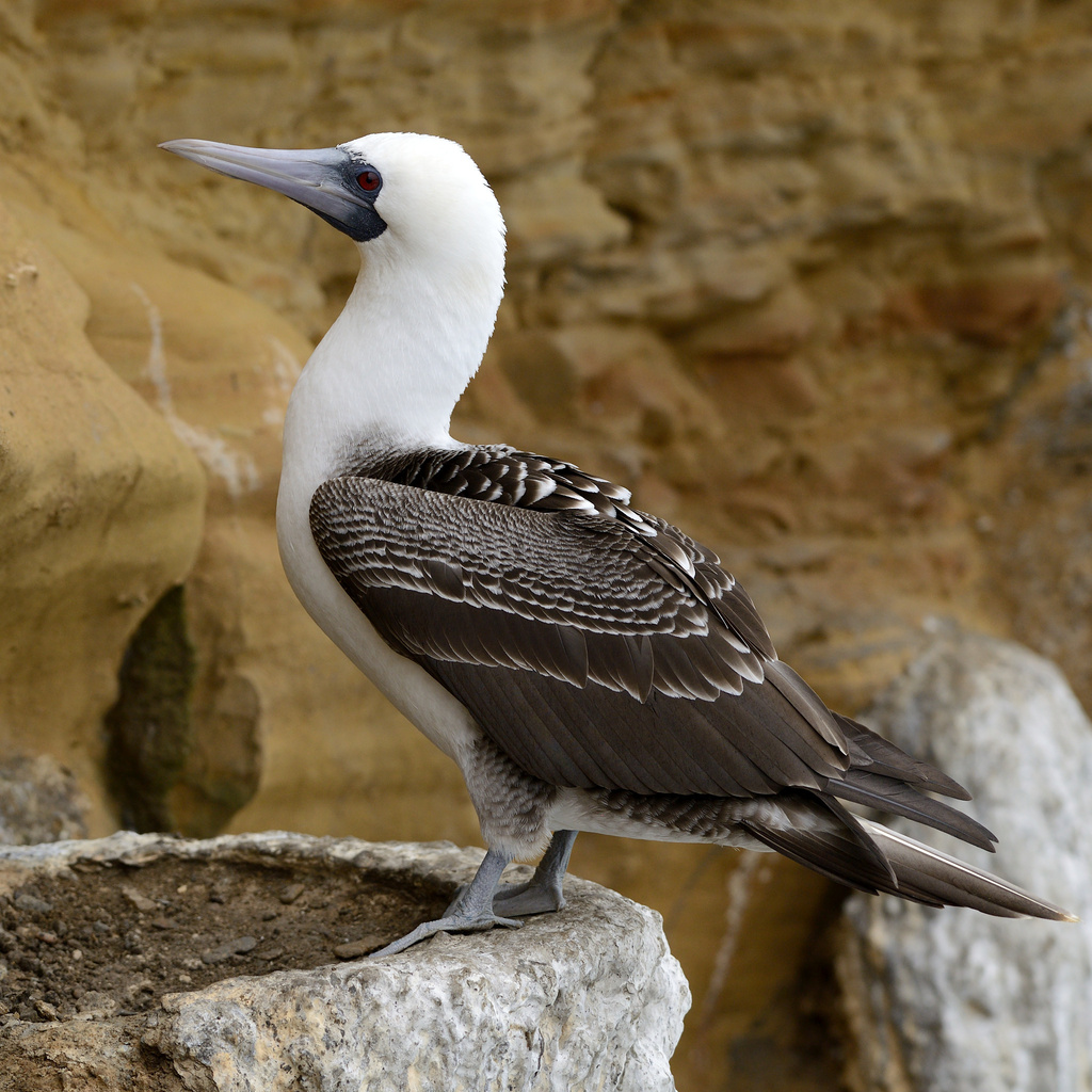 Peruvian Booby (Sula variegata) photo