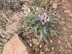 Astragalus tephrodes