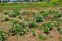 Tournefortia sibirica