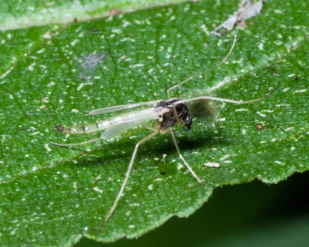 Nonbiting Midges from Golden Valley, MN, USA on August 20, 2023 at 07
