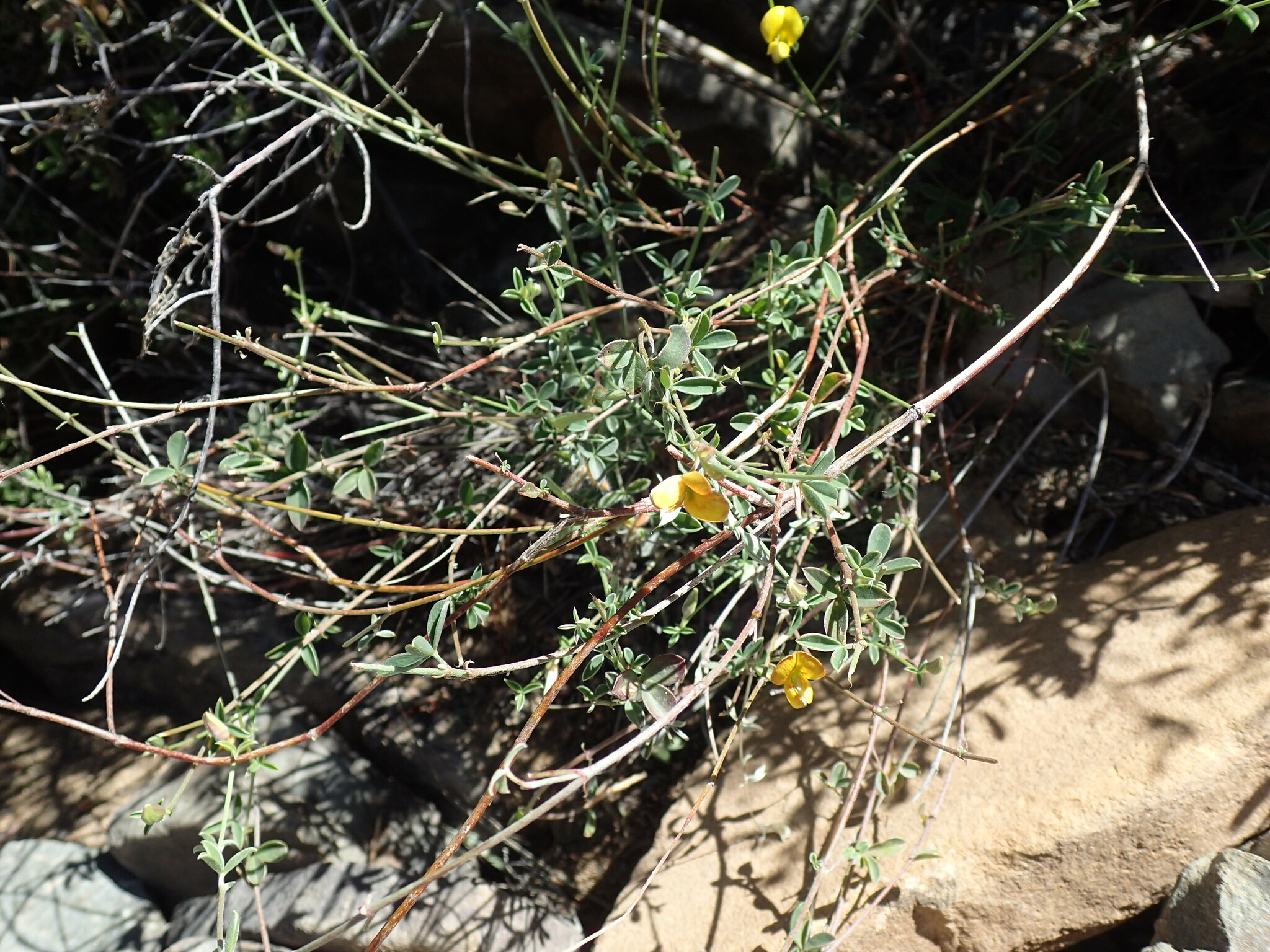 Silver Silverpod (Argyrolobium argenteum)