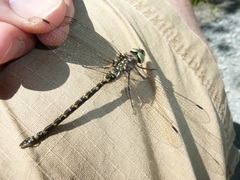 Gomphaeschna furcillata