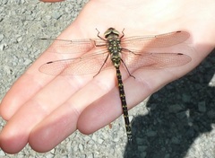 Gomphaeschna furcillata