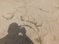 Oenothera mollissima