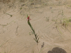 Oenothera mollissima