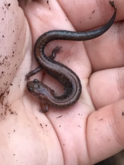 Plethodon cinereus image