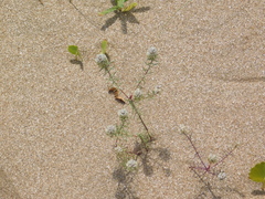 Polygala cyparissias