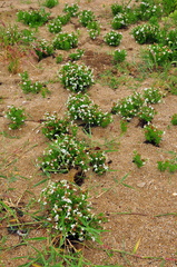 Tournefortia sibirica