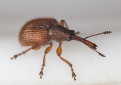 Tatianaerhynchites aequatus