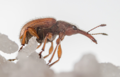 Tatianaerhynchites aequatus