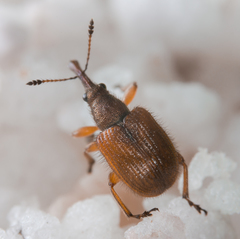 Tatianaerhynchites aequatus