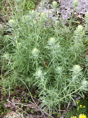 Castilleja grisea