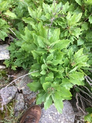 Munzothamnus blairii