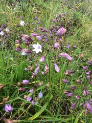 Triteleia clementina