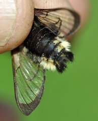 Hemaris tityus
