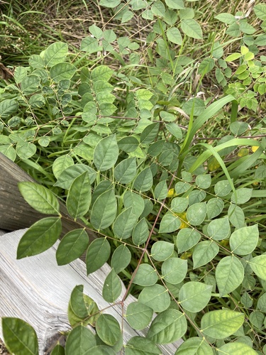 Gymnocladus dioicus