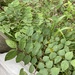 김노클라두스 디오이쿠스 (Gymnocladus dioicus): 기원과 용도 — 사진 3