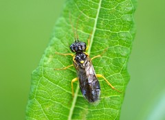 Pamphilius sylvaticus