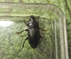 Harpalus caspius