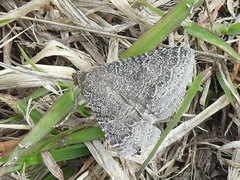 Matigramma pulverilinea