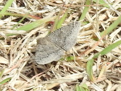 Matigramma pulverilinea