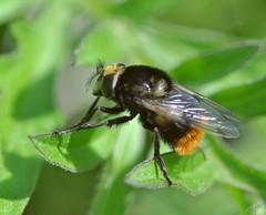 Volucella bombylans