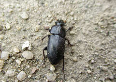 Harpalus caspius